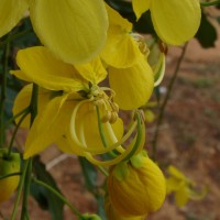Cassia fistula L.